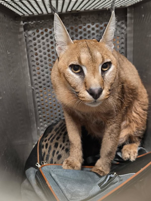🚨 #Affairedujour - En région parisienne, nos agents ont saisi un caracal et un serval, espèces protégées par la Convention #CITES.

À l’arrivée des douaniers, l’individu a tenté de cacher les félins en les jetant sur un balcon. Il sera entendu afin de déterminer son rôle dans un