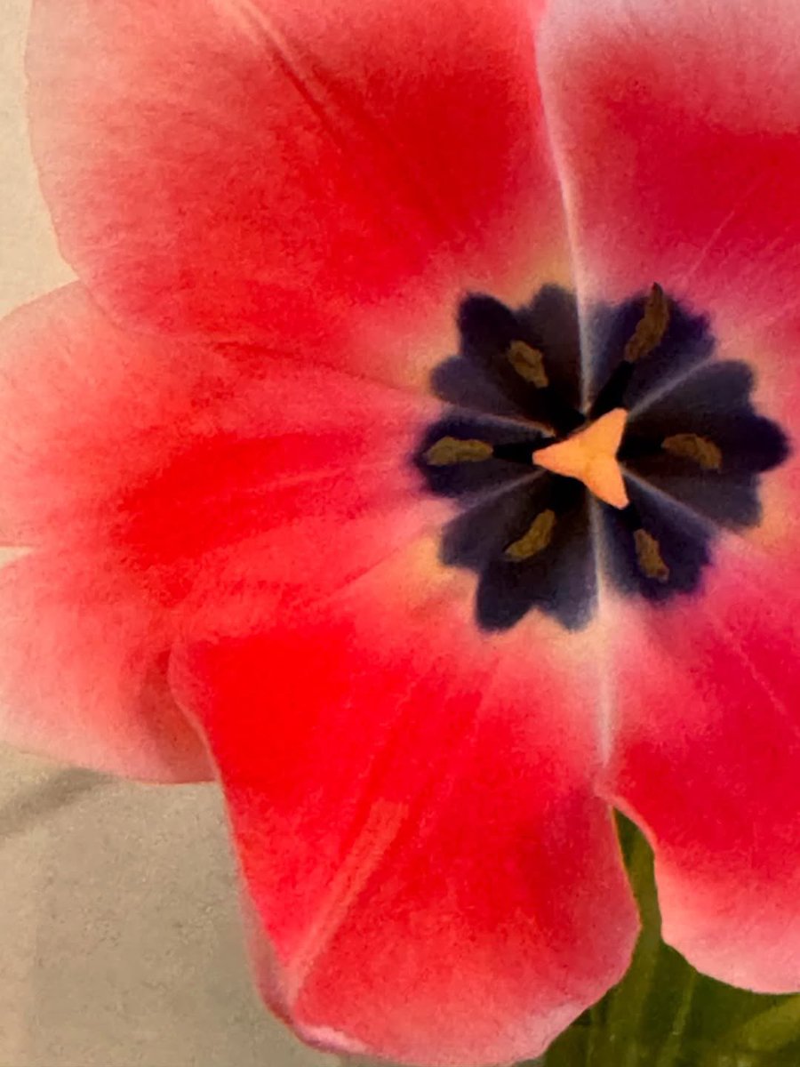 taeristgrm's tweet image. 260119 김태리 인스타그램 업데이트 📸

instagram.com/p/DTsIiL9D4bH/…

#김태리 #탤스타그램