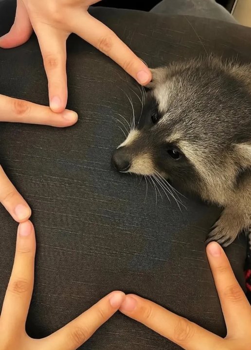 Why you should have a Raccoon (@shouldhaveracc) on Twitter photo 