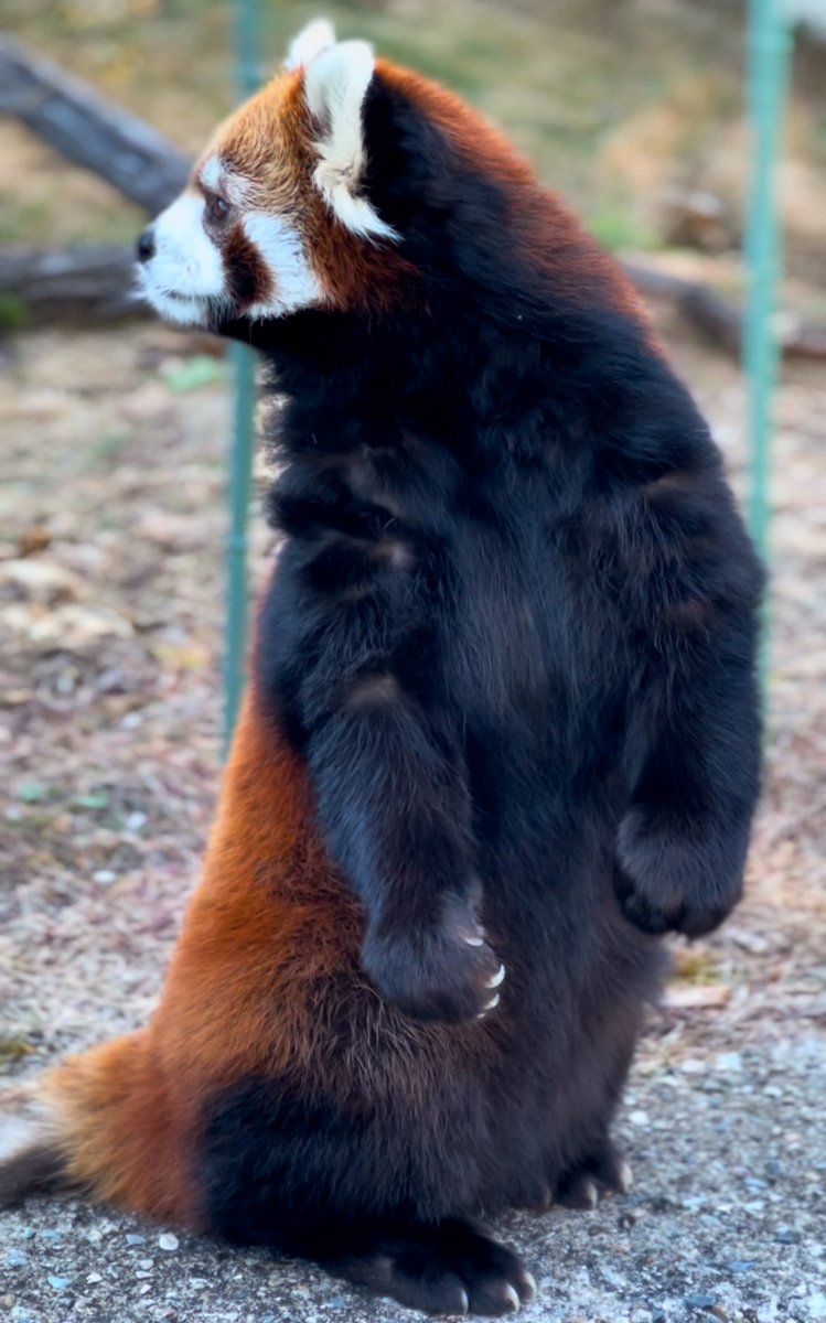 りつ (@rits62713) / Posts / X