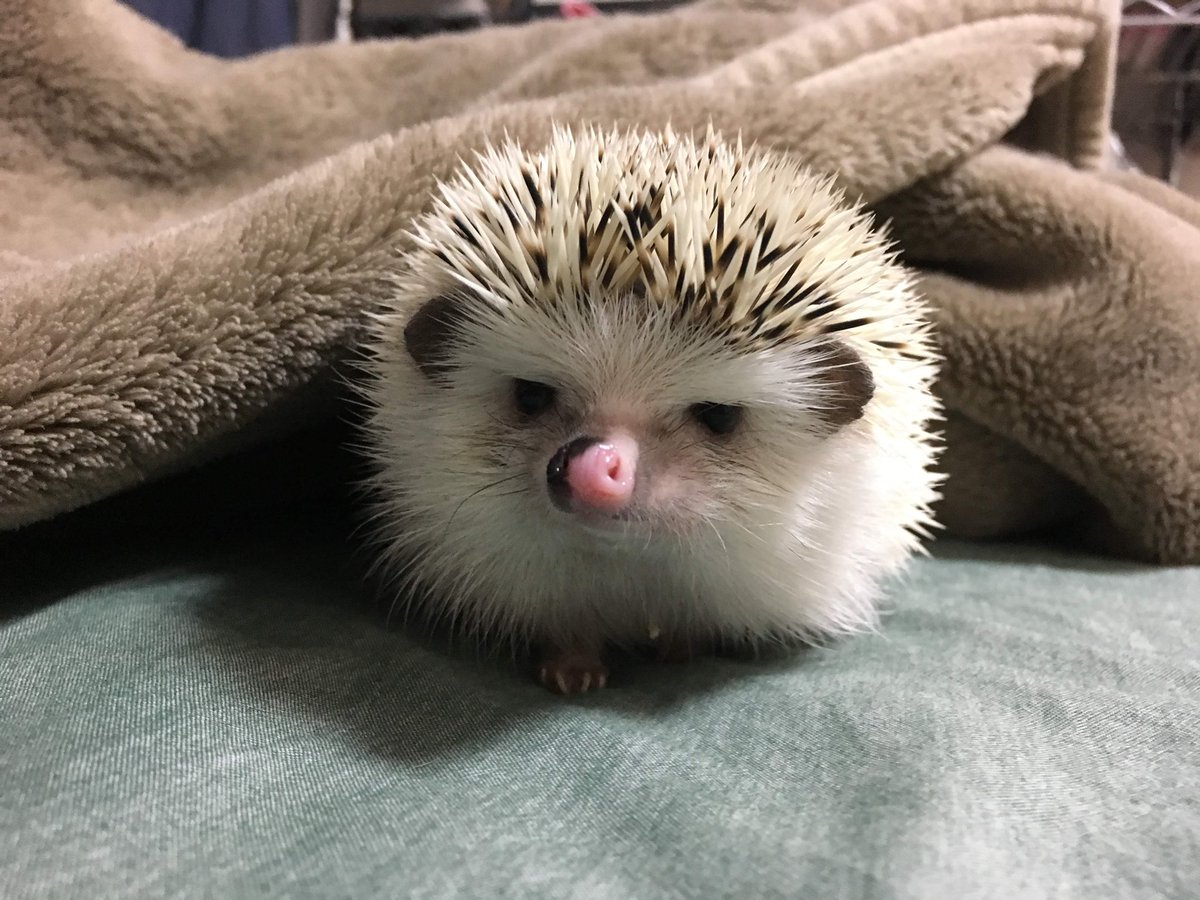 こすぴ♡ ページ ぴぃすぴーす #イラスト #illustration #創作イラスト #女の子イラスト