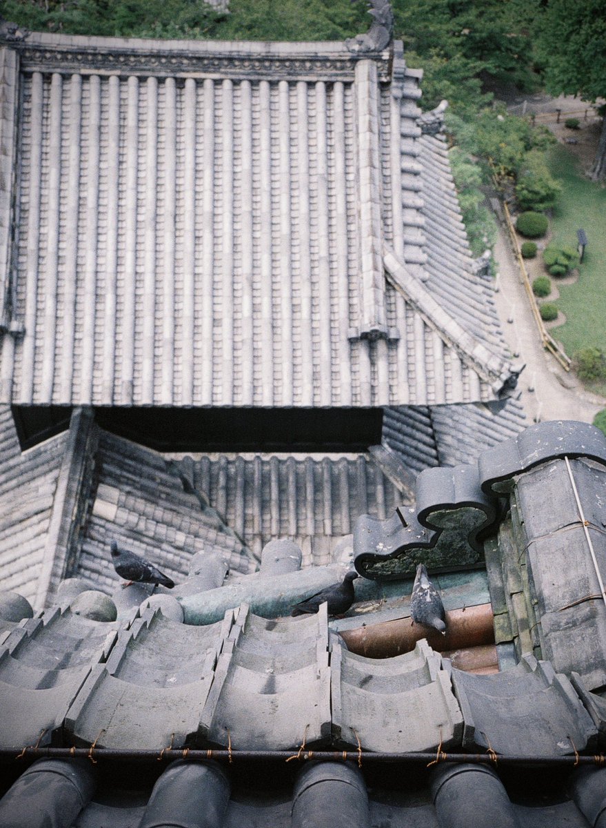 mtkFE's tweet image. 鳩の休日

CONTAX T3 / Kodak ULTRAMAX400