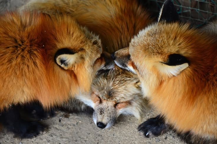 Good morning guys ;3c