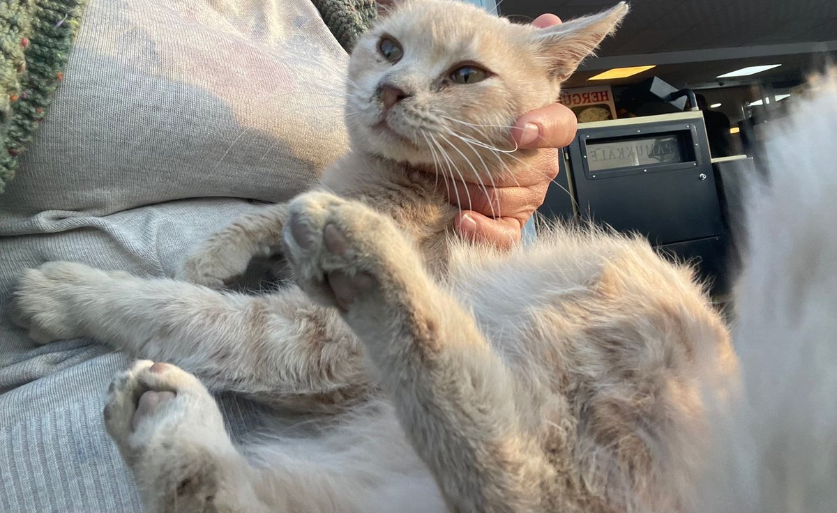 ACİL 🚨 ‼️ 
sokakta bulundu 1.5 yaş civarı kanlı idrar yapıyor ıslak fip teşhisi kondu dün. ACİL KAPSÜL LAZIM. Destek olmak isteyen ya da elinde olup yollamak isteyen olursa lütfen 🙏🏻