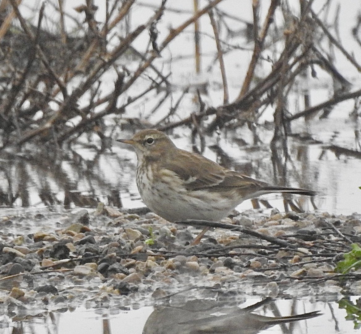 basham6's tweet image. Water Pipit at RSPB Saltholme