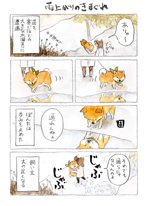 家にいる柴犬まんが まとめ (4/7) 