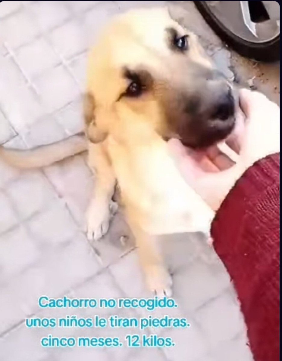 Este cachorro vive en las calles de Almeria y hasta unos niñatos lo han apedreado🥺
Urge🚨🚨🚨🚨 acogida o adopcion,es muy bueno y dulce te apiadas y le ayudas?🙏🏿🙏🙏🏻🙏🏿
Contacta Cristina ☎️+34 643897140