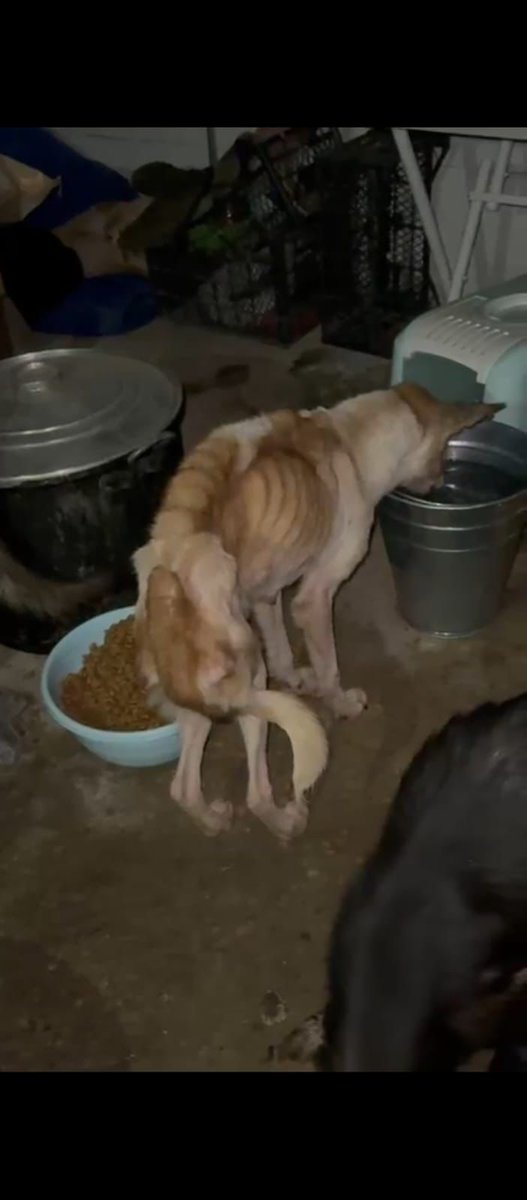 nihalerkoc06's tweet image. Ordu Ölüm Kampı Barınağı❗️
İnsanlığın bittiği yer !
Vicdansızlığın resmi !
Barınaktan kurtarılan bir can.