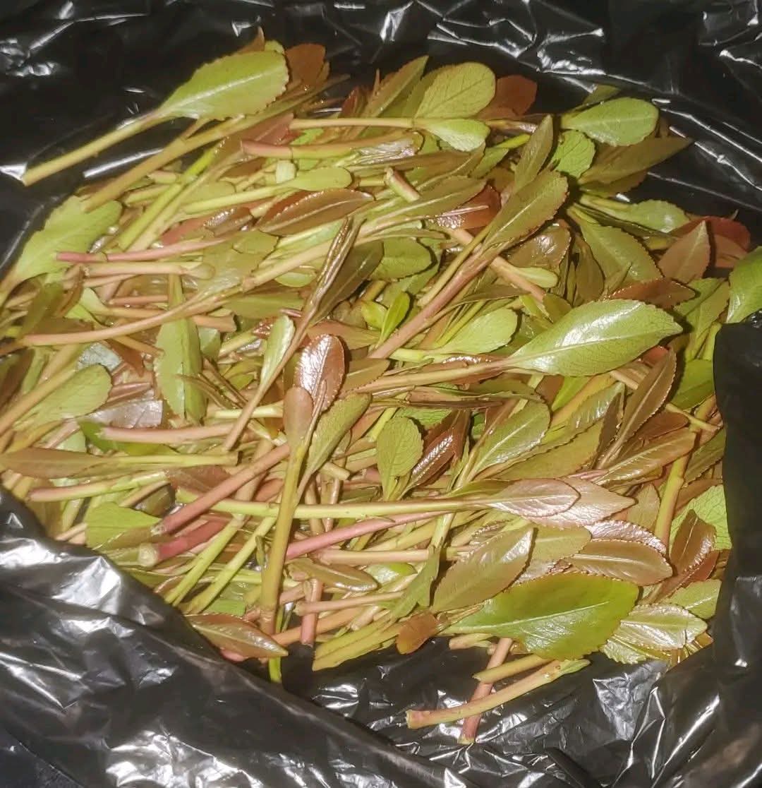 هذه احلا هدية وصلتني بمناسبة حفل تخرجي 😍😘
تسلم انا فدالك يازرنوقي <a href="/mohammed_adbau6/">محمد الزرنوقي 🇾🇪</a>