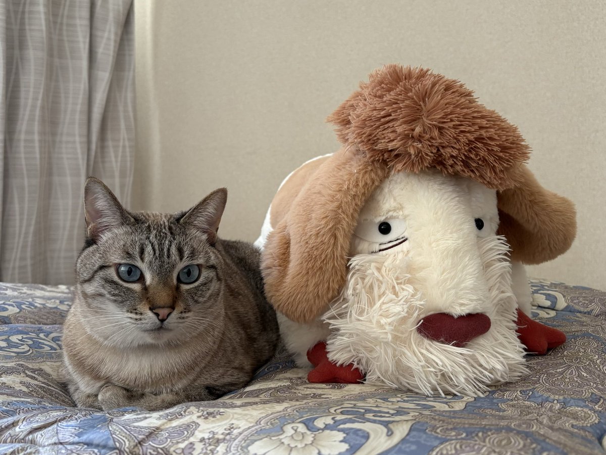 ふくンツ (@fukuruneko0718) / Posts / X