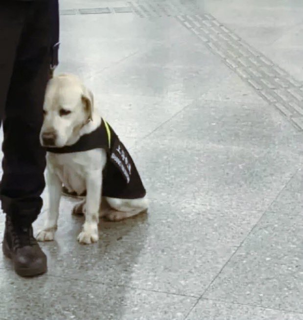 Te amo perrito que no quiere trabajar.