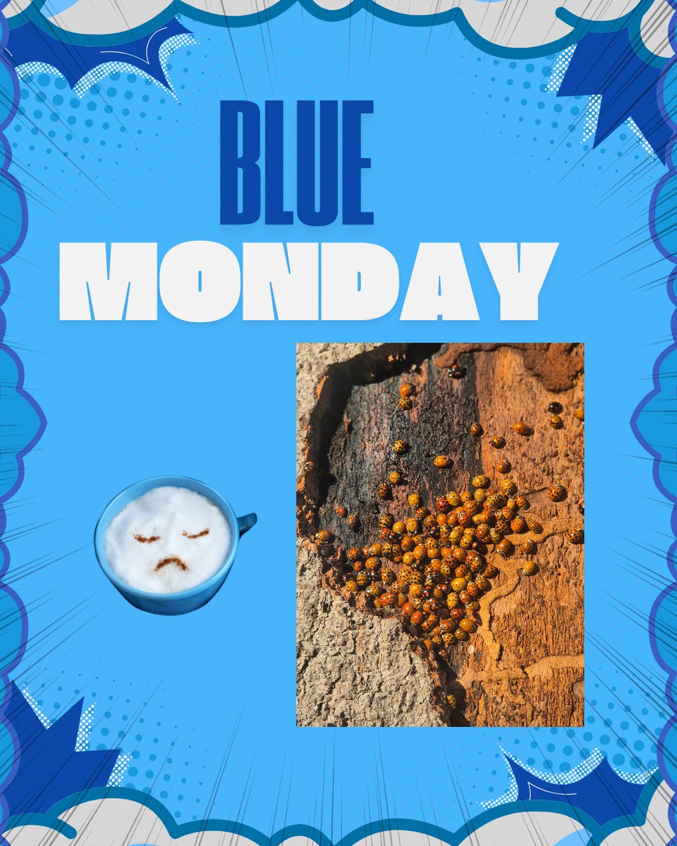 NevusN's tweet photo. Blue Monday of niet 💙
Geniet van de kleine dingen in het leven.
Kijk om je heen. Vind je familie en vrienden. Je bent nooit alleen!
#bluemonday #kleinedingen #familie #dankbaar #NevusNetwerkNederland https://t.co/C9U0lql62y