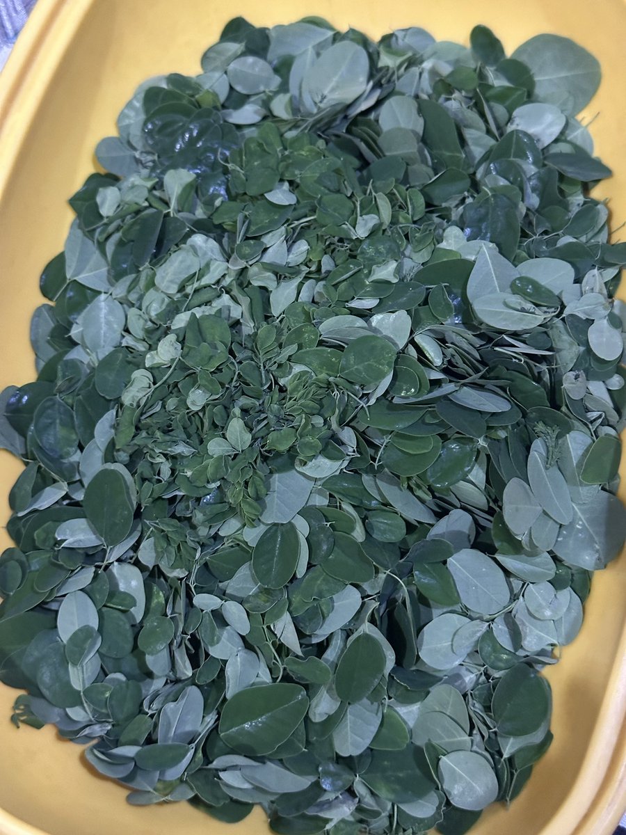 ncezchuchuchu's tweet image. 🍀 — day6 in manila fan support — 🍀

anong 4 leaf clover 4 leaf clover?? malunggay kayo saken.

#The_DECADE_MANILA
#TheDECADEinMANILA #DAY6inManila