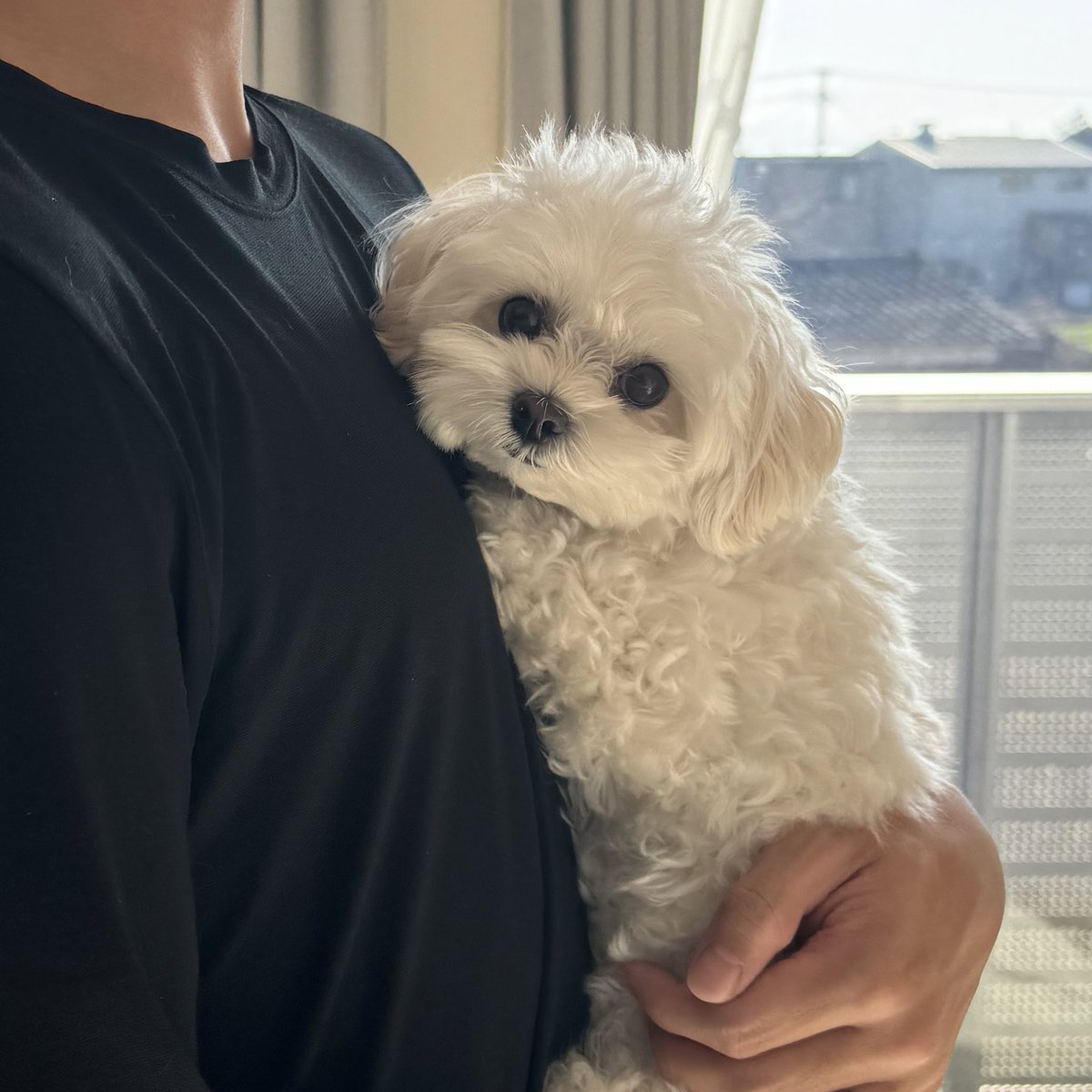 天使のイッヌ🐻‍❄️🪽 (@pure_white_puku) / Posts / X