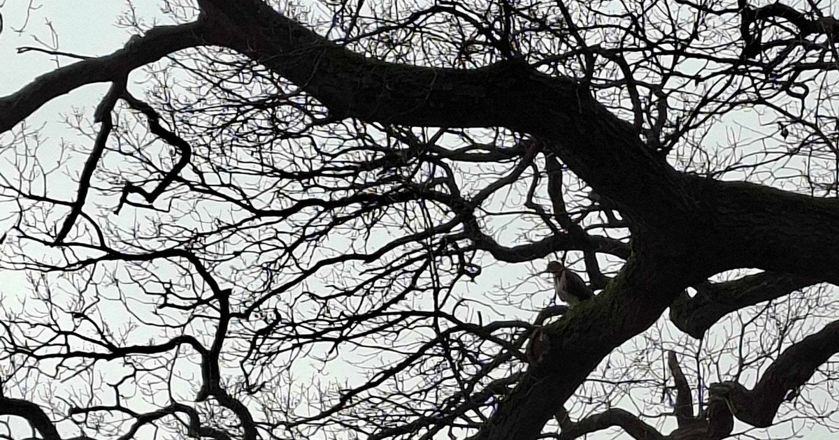 Matt Mulvaney tweet media