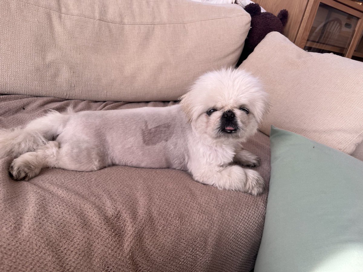 【大悲報】【嘘みたいな本当の話】こち、本日お母ちゃんカットをしたら前回の記憶(お船さん)が消えずにあの時のまま再登場……またしてもお船さん人生開始……