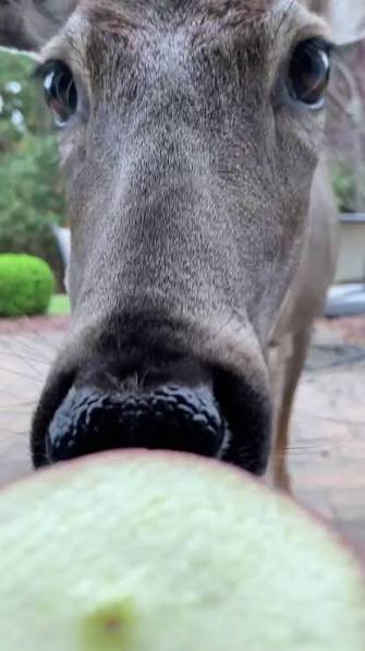 Saving money is hard when your Main expense consists of produce that tastes like ass if it’s frozen.

(Appul)