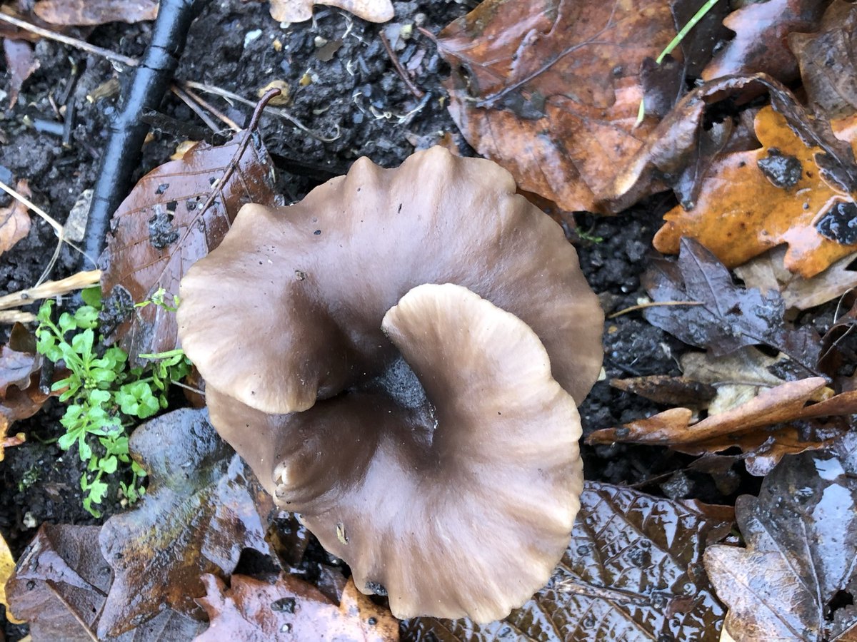 graysing's tweet image. #AlphabetChallenge #WeekCforCloseUp