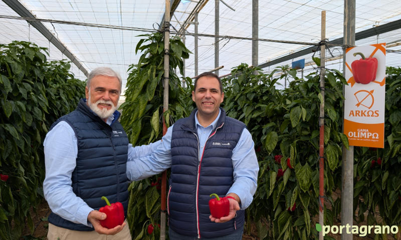 Portagrano's tweet image. Arkos y Salonikas ‘aguantan’ hasta enero con la mayor calidad de fruto
portagrano.eu/2026/01/arkos-…

BASF | Nunhems ha organizado jornadas de #campo en El Ejido y en Roquetas para mostrar ambas variedades de #pimiento california de su gama OlimpΩ con resistencia a oídio

#Almeria 🫑🫑