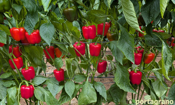 Portagrano's tweet image. Arkos y Salonikas ‘aguantan’ hasta enero con la mayor calidad de fruto
portagrano.eu/2026/01/arkos-…

BASF | Nunhems ha organizado jornadas de #campo en El Ejido y en Roquetas para mostrar ambas variedades de #pimiento california de su gama OlimpΩ con resistencia a oídio

#Almeria 🫑🫑