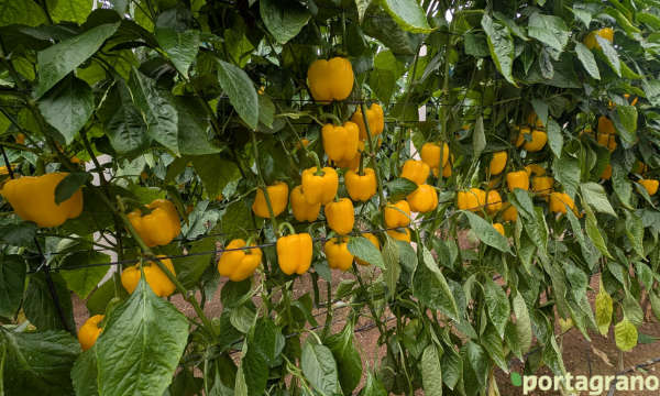 Portagrano's tweet image. Arkos y Salonikas ‘aguantan’ hasta enero con la mayor calidad de fruto
portagrano.eu/2026/01/arkos-…

BASF | Nunhems ha organizado jornadas de #campo en El Ejido y en Roquetas para mostrar ambas variedades de #pimiento california de su gama OlimpΩ con resistencia a oídio

#Almeria 🫑🫑