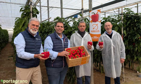 Portagrano's tweet image. Arkos y Salonikas ‘aguantan’ hasta enero con la mayor calidad de fruto
portagrano.eu/2026/01/arkos-…

BASF | Nunhems ha organizado jornadas de #campo en El Ejido y en Roquetas para mostrar ambas variedades de #pimiento california de su gama OlimpΩ con resistencia a oídio

#Almeria 🫑🫑