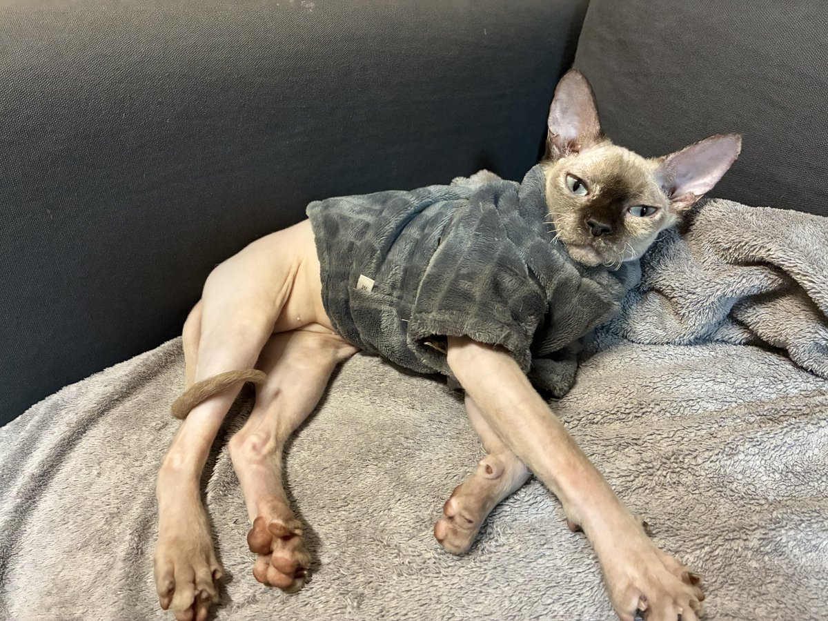 monchan_damon's tweet photo. まだ寝正月だもんっ！😾 https://t.co/iiWePLDWel