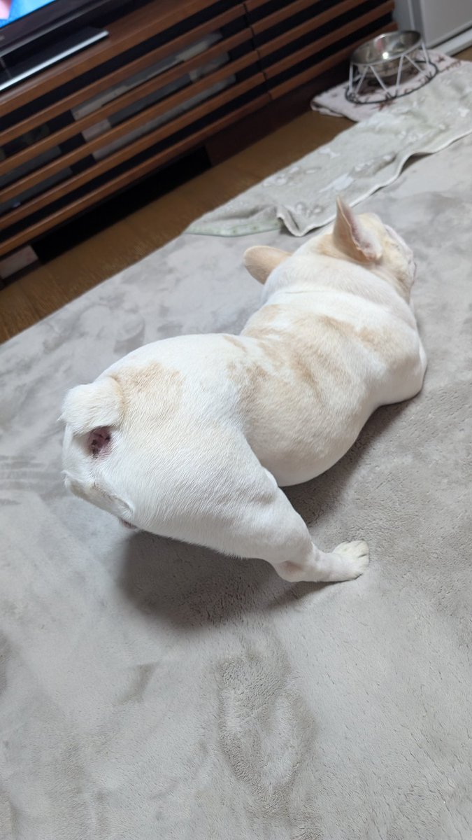 てる🐽 tweet media