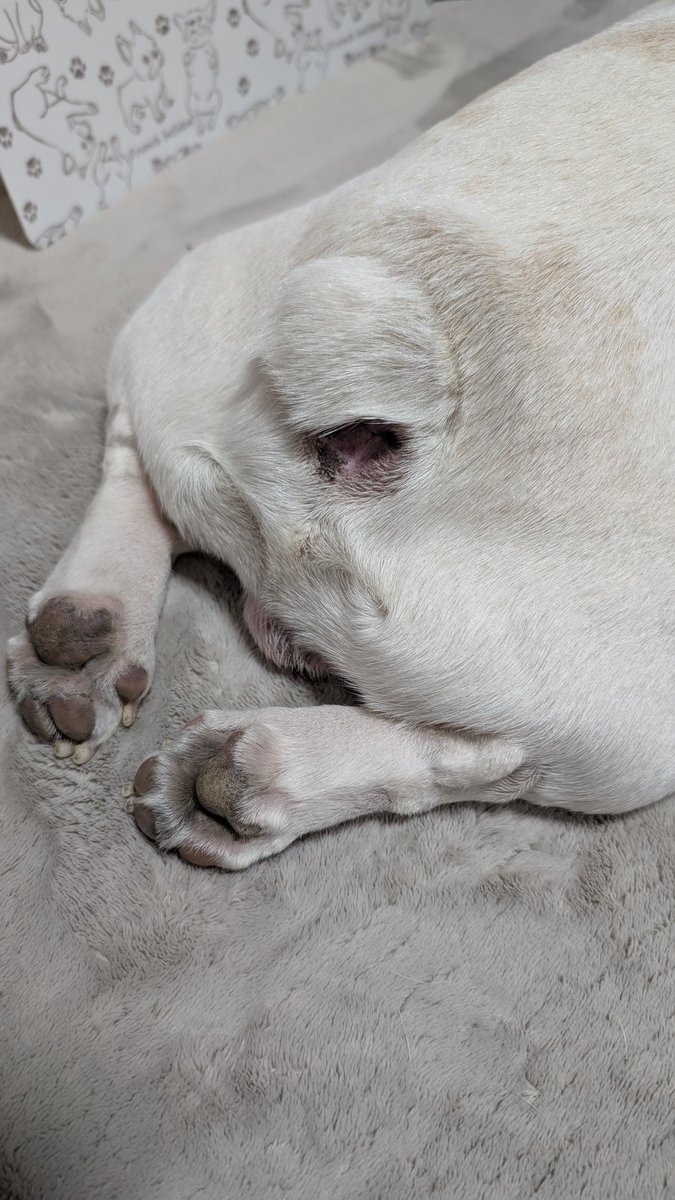 てる🐽 tweet media