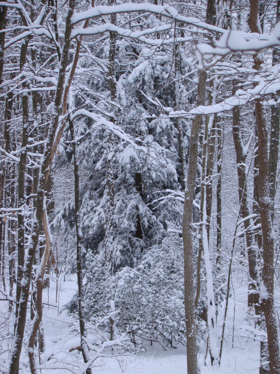 Second Helvetic Confession
Ch.11

Jesus Christ is the sole Redeemer &amp; Savior of the world, the King &amp; High Priest, the true &amp; awaited Messiah, that holy &amp; blessed One whom all the types of the law and predictions of the prophets prefigured.. we are not now to look for any other.