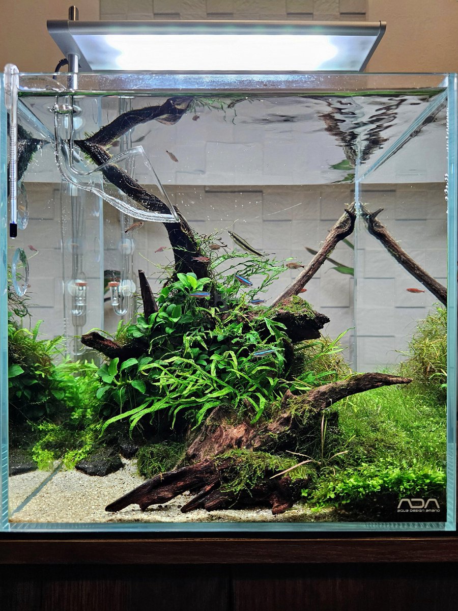 珍しくカメラから逃げずに泳いでるので記念撮影w
１日お疲れ様です～
#30キューブ水槽