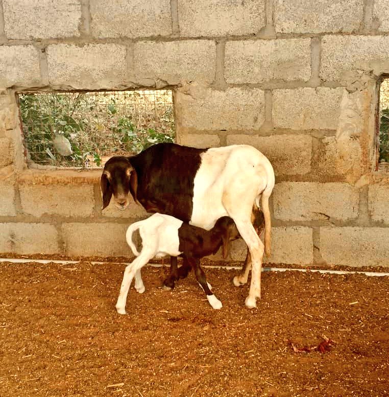 Sanusi Dantata tweet media