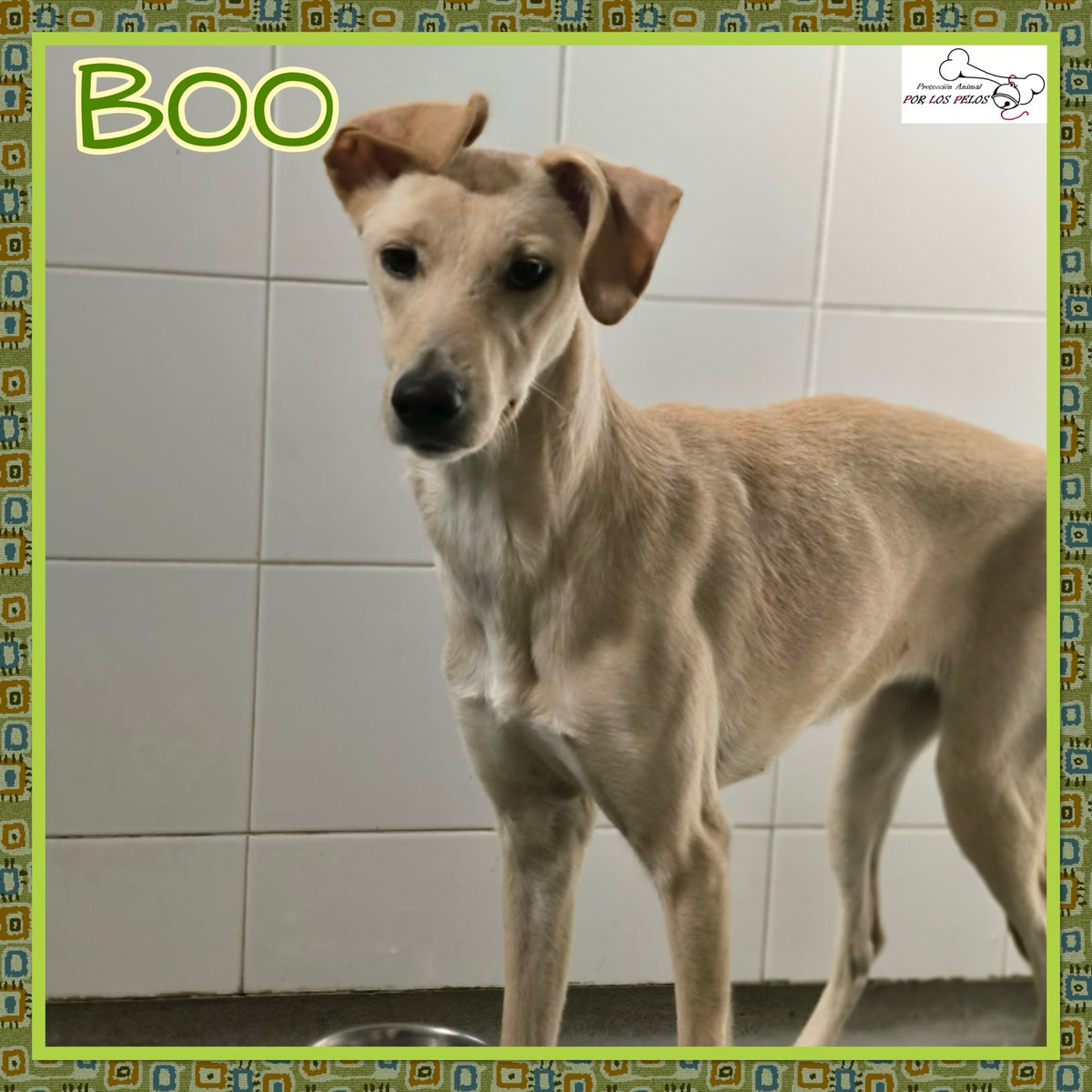 PerreraToledo's tweet image. 🐶BOO🐶perrita mestiza tamaño mediano busca hogar. Su historia es terrible, superviviente de una incautación, algunos de sus compis no lograron. Tímida pero muy mimosona, pasea muy bien con la correa. 👉 protectoraporlospelos.org/ficha-2230