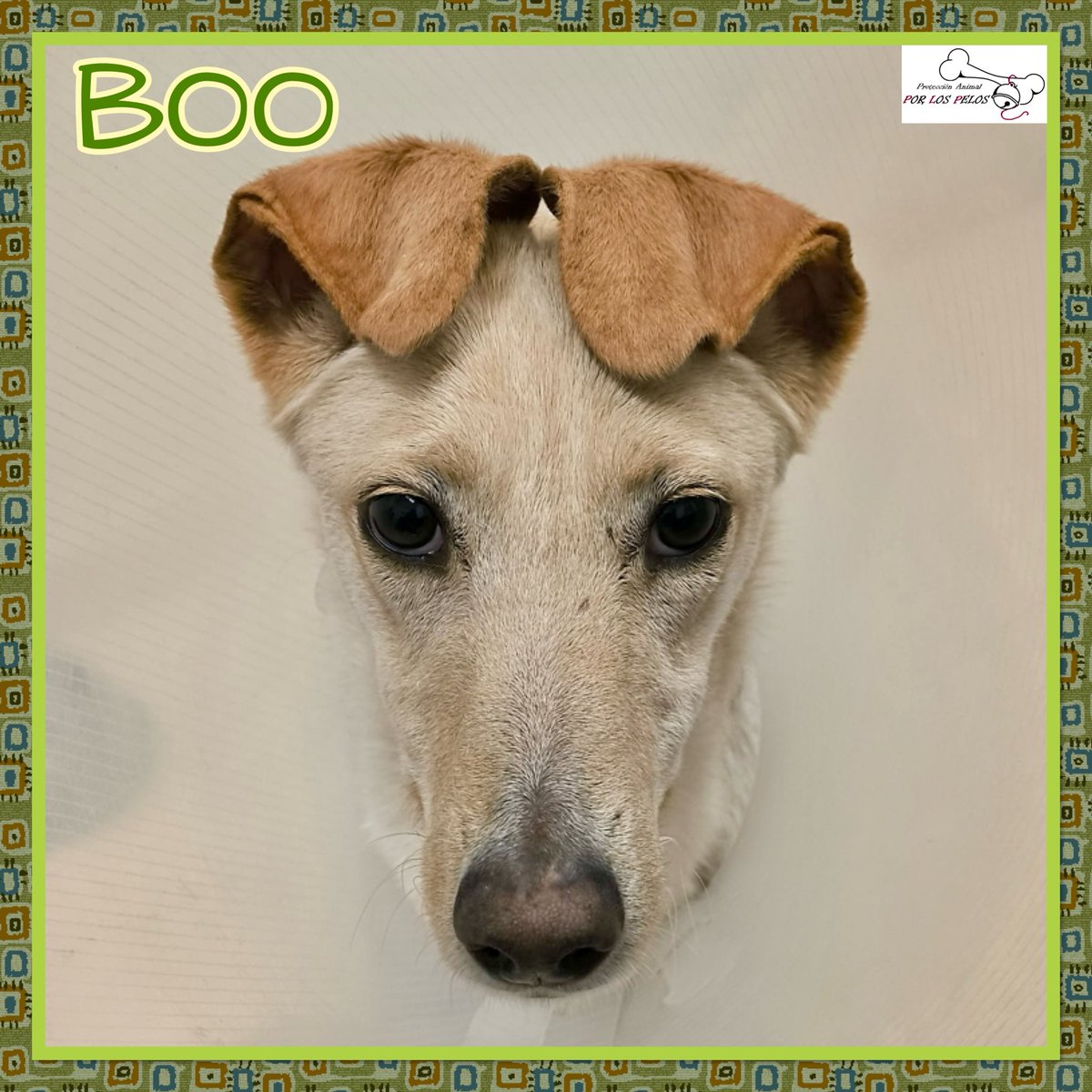 PerreraToledo's tweet image. 🐶BOO🐶perrita mestiza tamaño mediano busca hogar. Su historia es terrible, superviviente de una incautación, algunos de sus compis no lograron. Tímida pero muy mimosona, pasea muy bien con la correa. 👉 protectoraporlospelos.org/ficha-2230