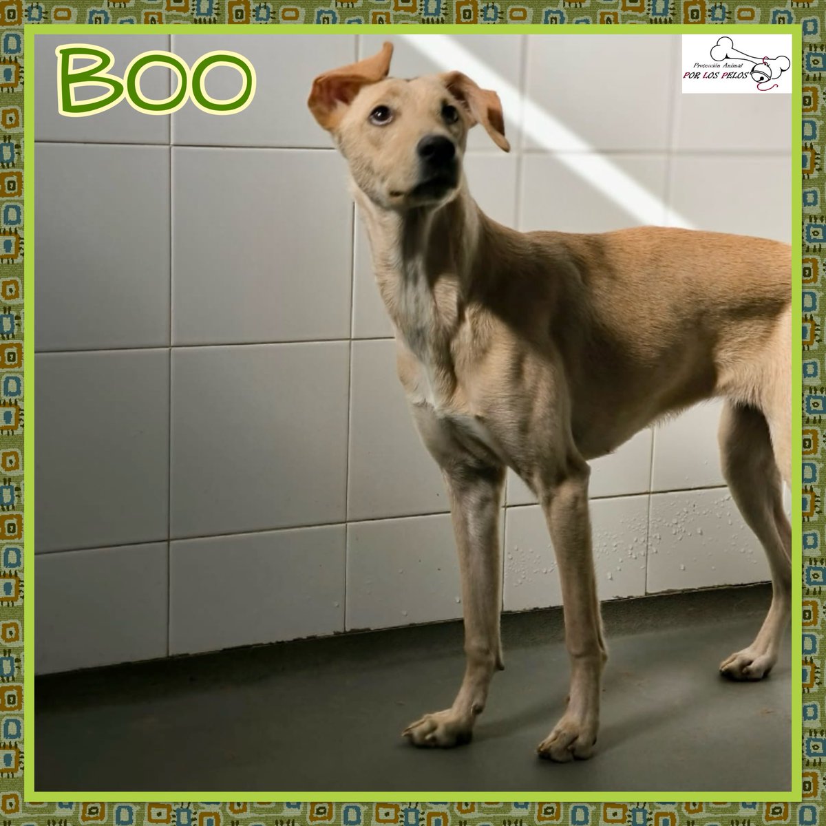 PerreraToledo's tweet image. 🐶BOO🐶perrita mestiza tamaño mediano busca hogar. Su historia es terrible, superviviente de una incautación, algunos de sus compis no lograron. Tímida pero muy mimosona, pasea muy bien con la correa. 👉 protectoraporlospelos.org/ficha-2230