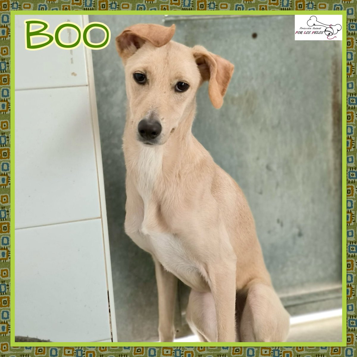 PerreraToledo's tweet image. 🐶BOO🐶perrita mestiza tamaño mediano busca hogar. Su historia es terrible, superviviente de una incautación, algunos de sus compis no lograron. Tímida pero muy mimosona, pasea muy bien con la correa. 👉 protectoraporlospelos.org/ficha-2230