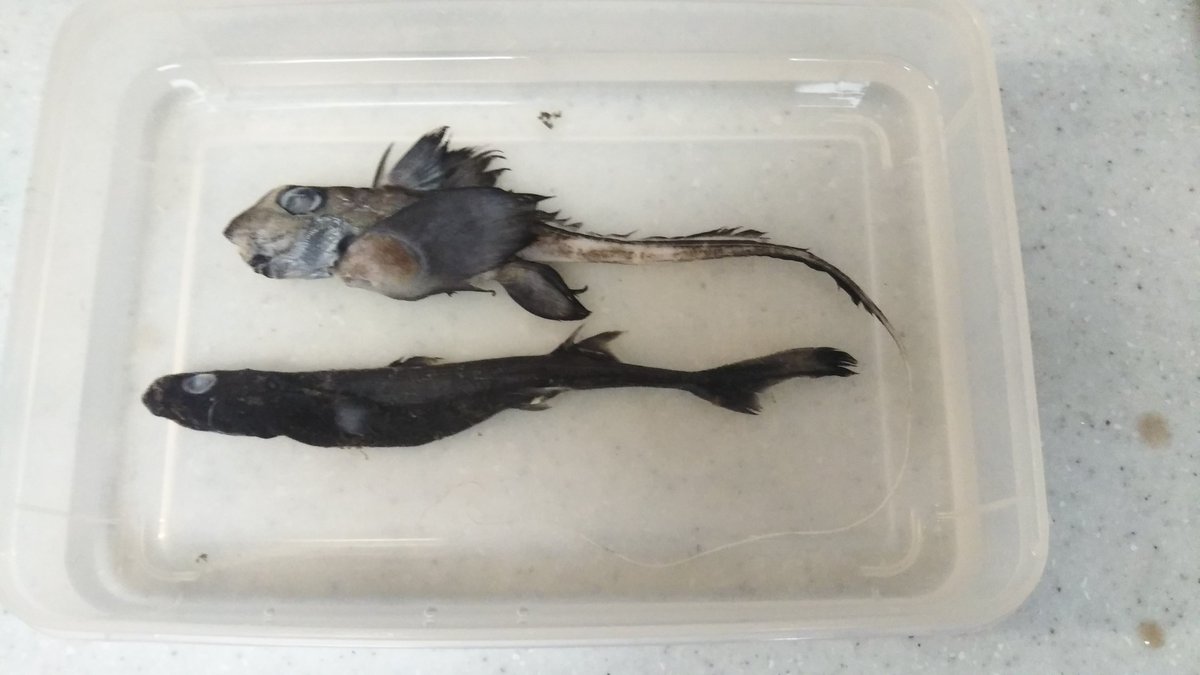 少し前に深海魚直送便さんにて購入させていただいたアカギンザメと