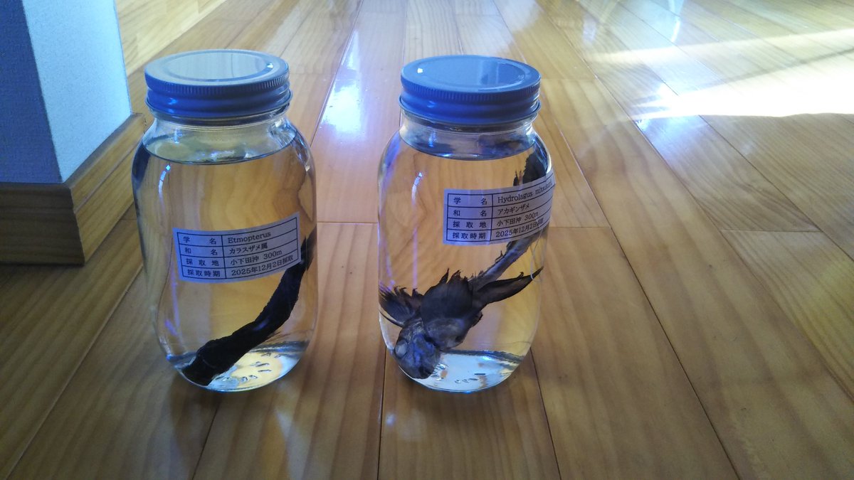 少し前に深海魚直送便さんにて購入させていただいたアカギンザメと