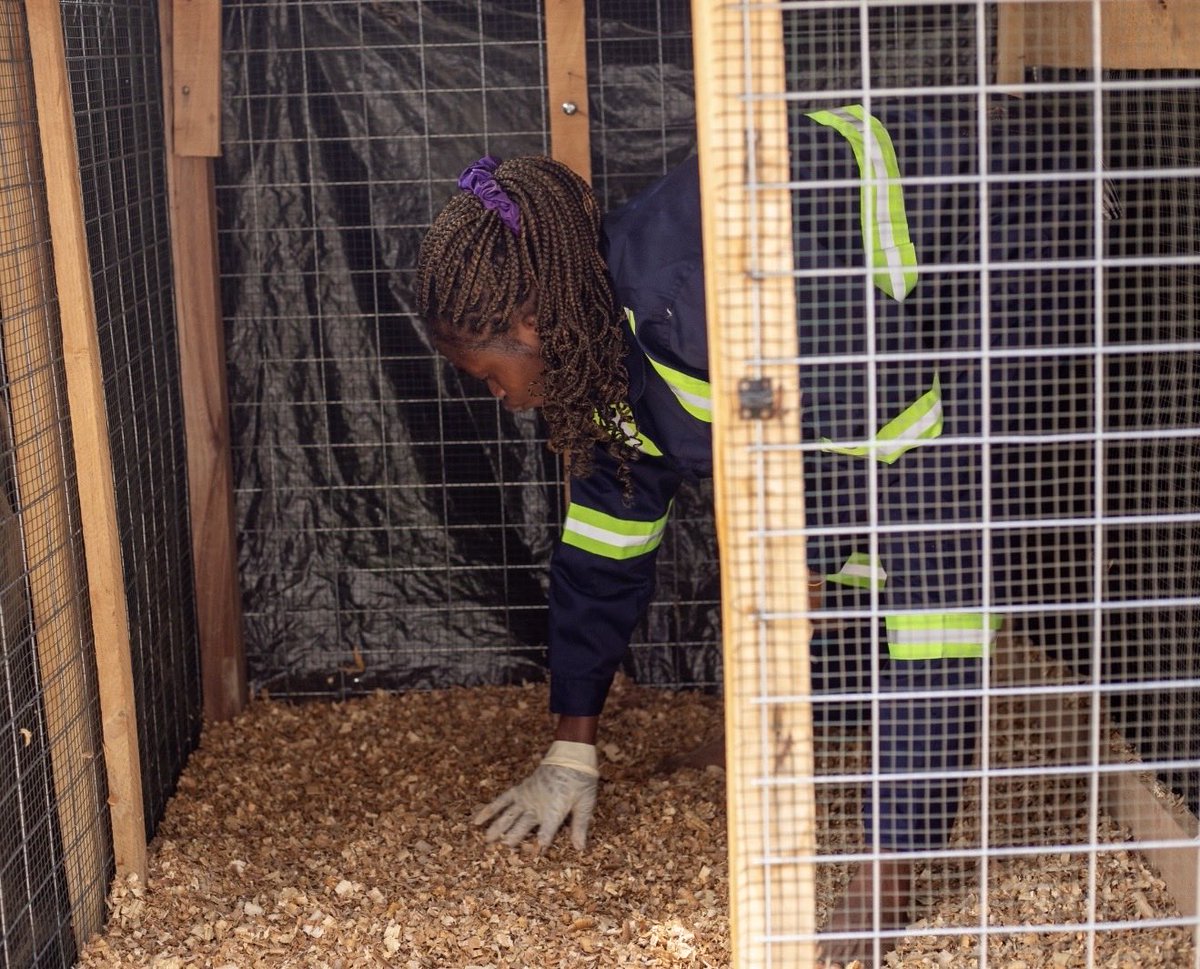 WAN-Hive Ghana tweet media