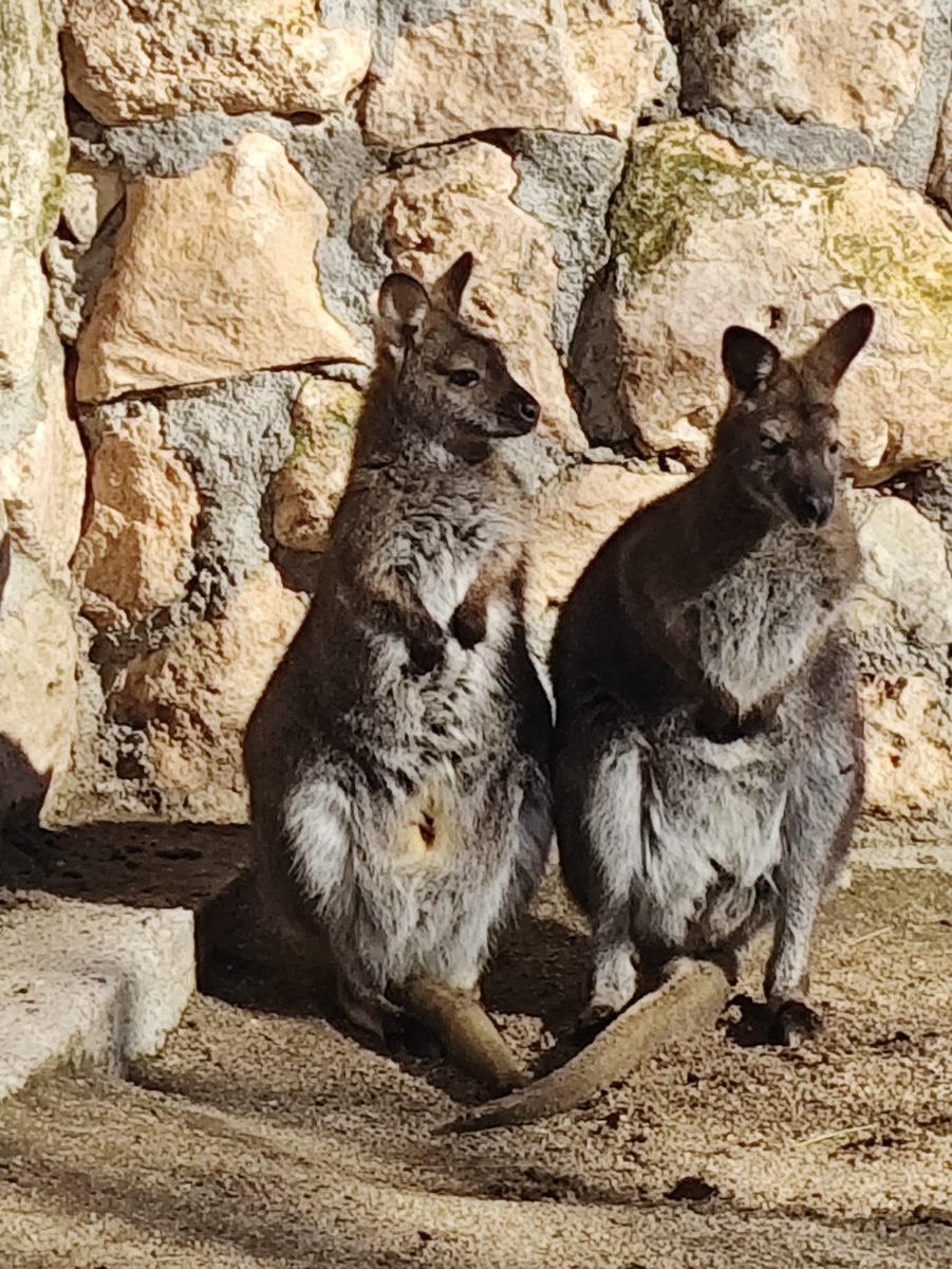 zookoki's tweet image. No hay nada como un baño de sol para empezar el día. 🌿 En la Fundación ZOO KOKI, nuestros wallabys aprovechan cada rayo de luz, y tenemos una noticia emocionante: ¡el pequeño de la familia ya empieza a asomar la cabecita! ¿Te vienes a conocerlo?