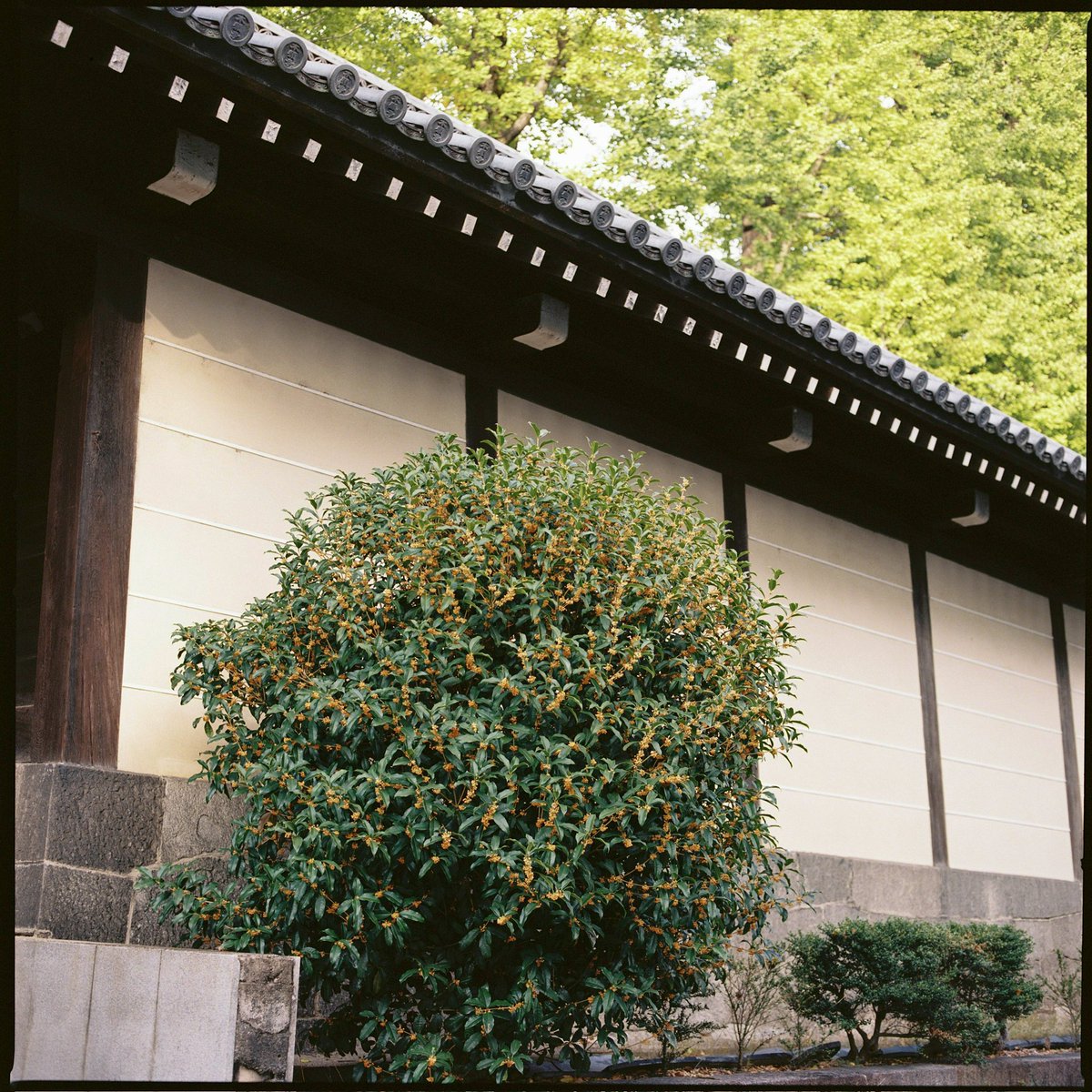 Jan.19
#Hasselblad500CM