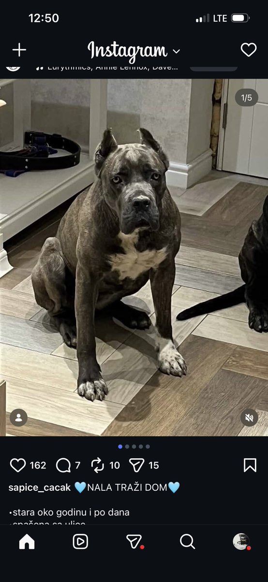 IvanIsa5591365's tweet image. Nala traži dom.