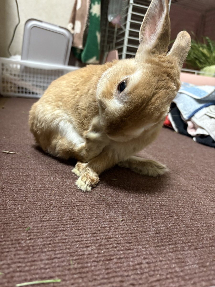 tonsan211's tweet image. シニアでも体が柔らかくてすごい！🐰