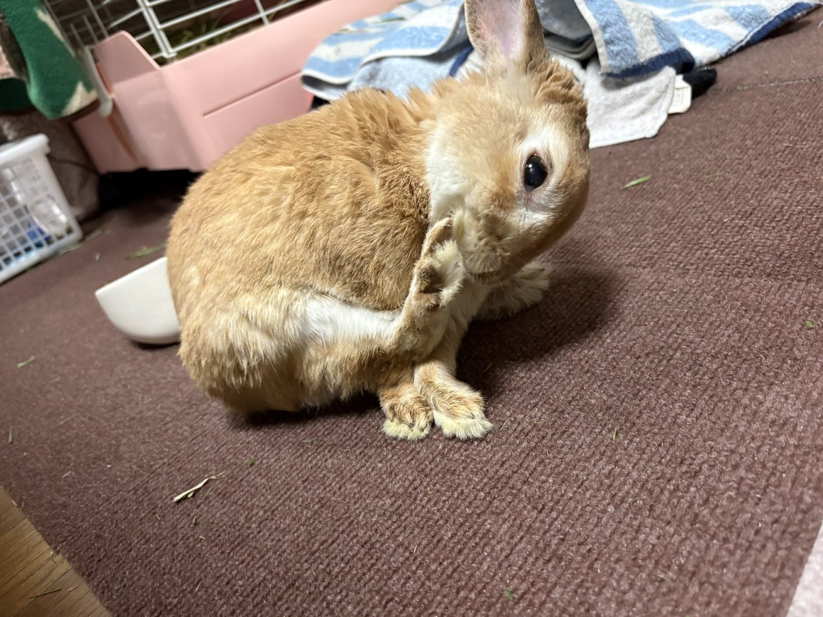 tonsan211's tweet image. シニアでも体が柔らかくてすごい！🐰