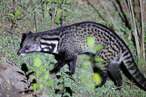 岡山から実家に帰ってきたら、
🌹旅の時のお土産が出てきた。

コピ・ルアックはジャコウ猫の食べた
コーヒー豆が体内で発酵したもの🫘

苦味が減って独特の芳香するコーヒー☕️