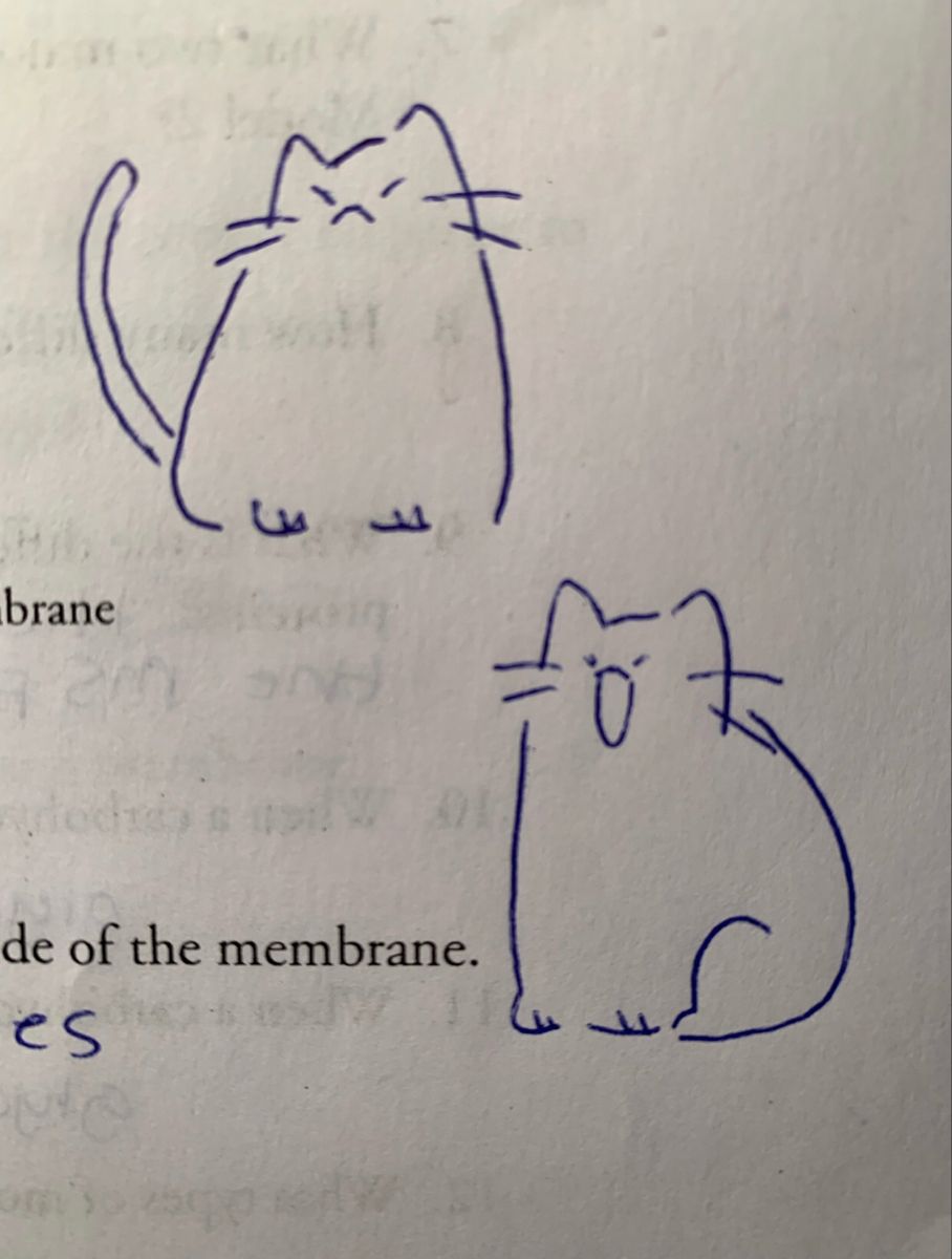 ᓚ/ᐠ꜆-˕-꜀ᐟ\