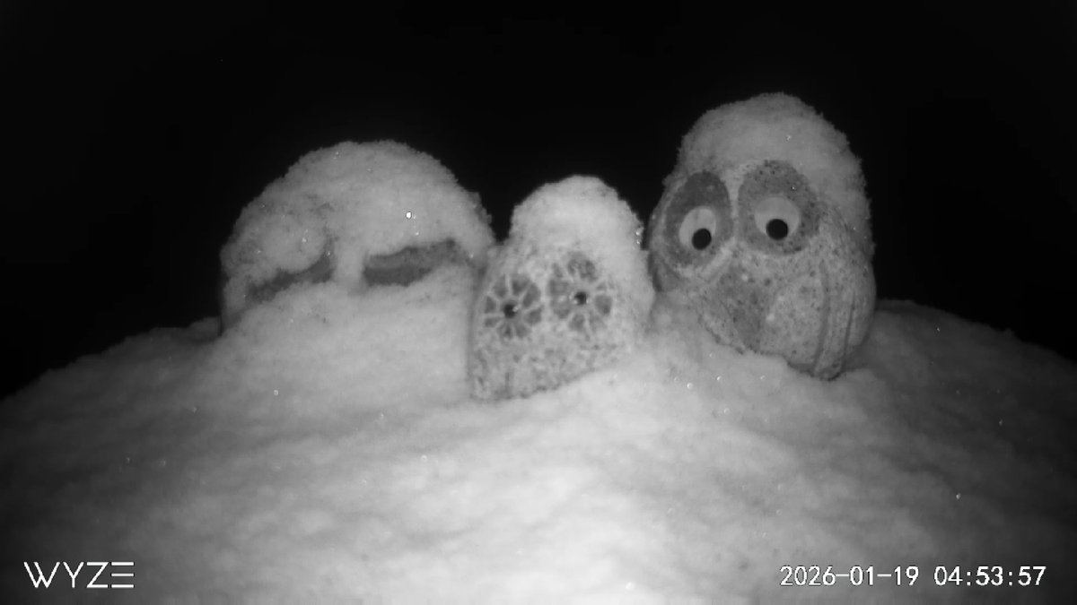 ThorntonWeather's tweet image. Thornton is starting off with 0.9" of fresh snow this morning. It appears Thornton and CDOT did not feel the light snow was worth treating the roads over &amp;amp; we found 120th and I-25 to be pretty slick. Be careful if you venture out. Forecast coming at 6am.

#Thornton #cowx