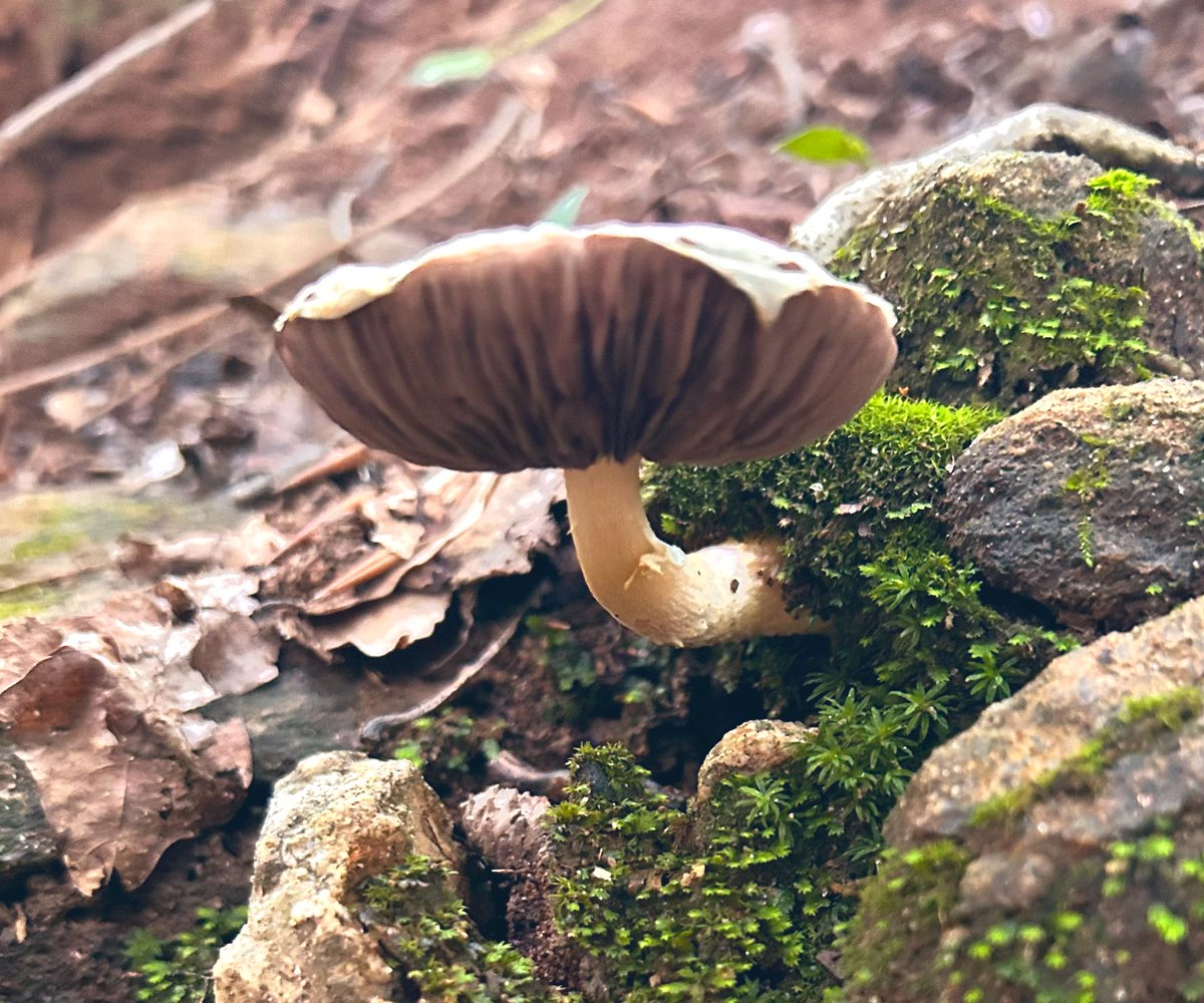 muamnkaujlig's tweet image. Share a mushroom photo for #MushroomMonday