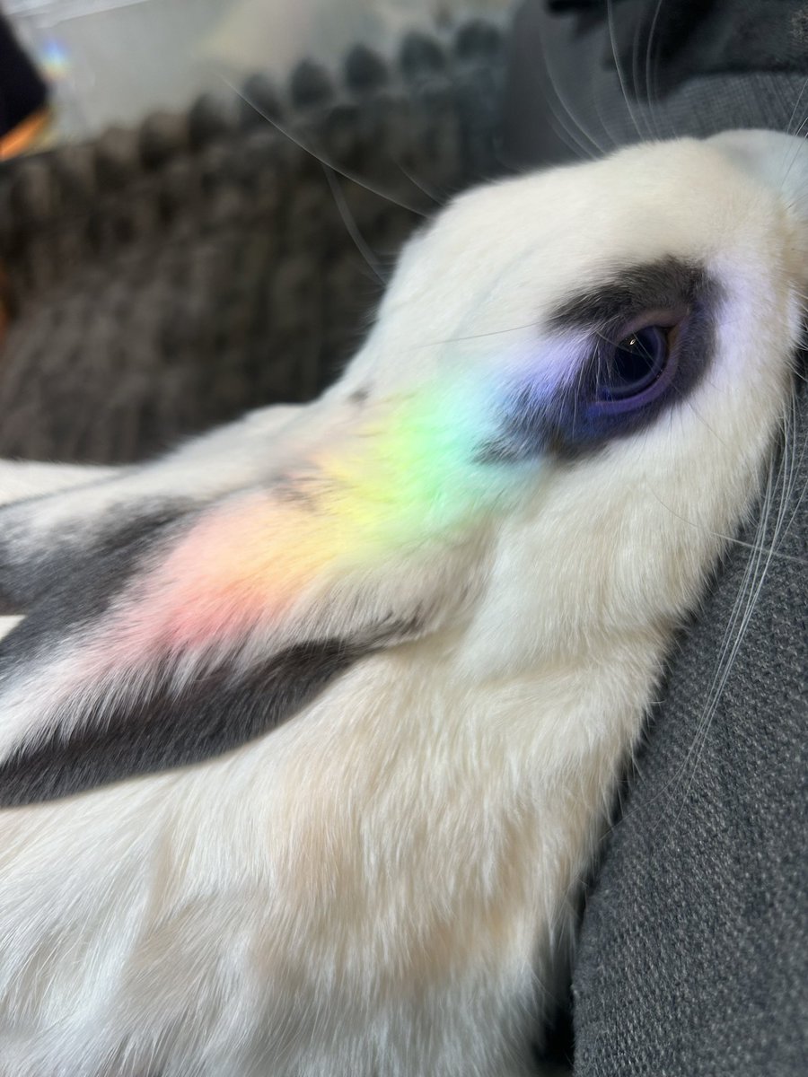 なないろの光を受ける我が家の幸せの白うさぎ🌈