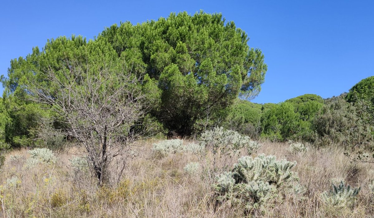 Prismàtic tweet media